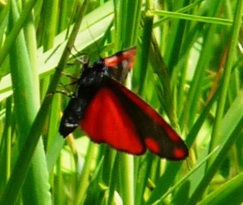 Cinnabar Moth Ventral (May 25)