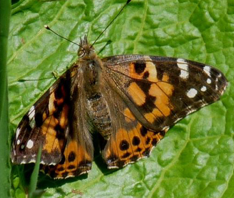 Painted Lady Dorsal (May 30)